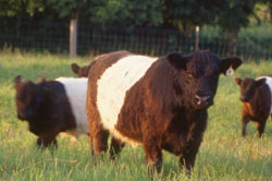 Jon Bednarski Cows